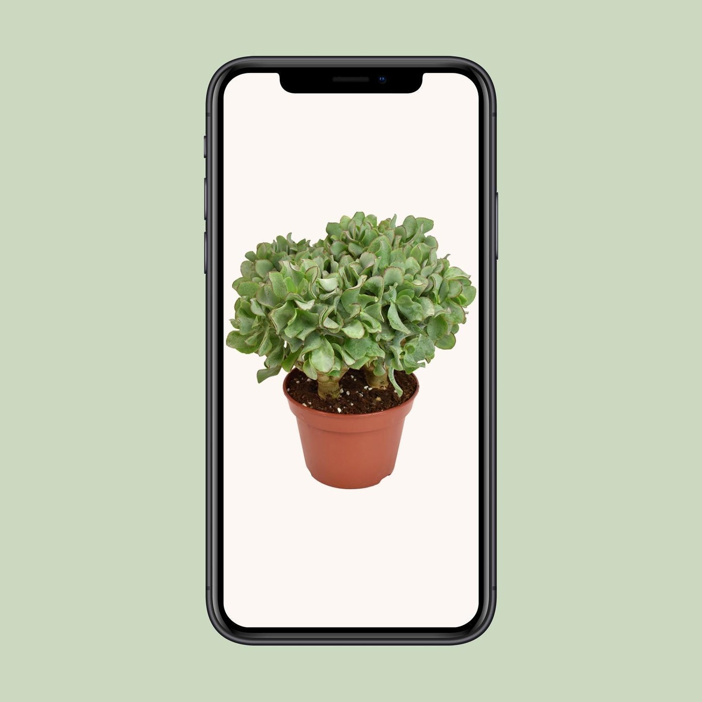 Crassula Arborescens Undilatifolia - Ø15cm - ↕21cm