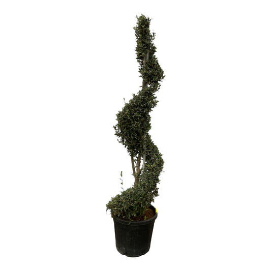 Olivenspirale Olea Europaea spirale - 230 cm - Ø50cm