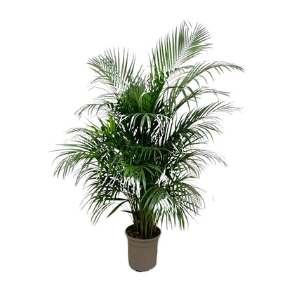 Goldpalme Dypsis Lutescens (Areca palm) 150 cm - ø24