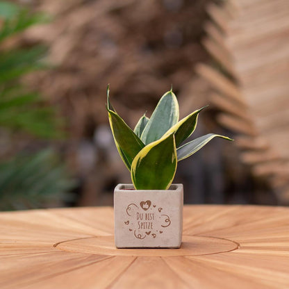 Congreetz® plantpots + Sansevieria| Du bist Spitze