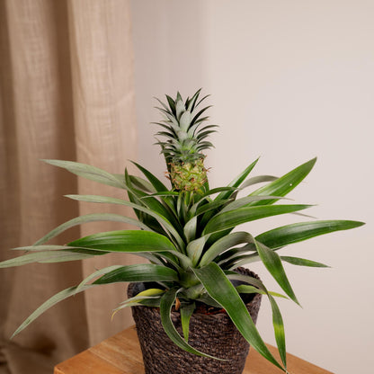 Bromelia (Ananaspflanze) - 2 Stücke - Ø12cm - ↕30cm