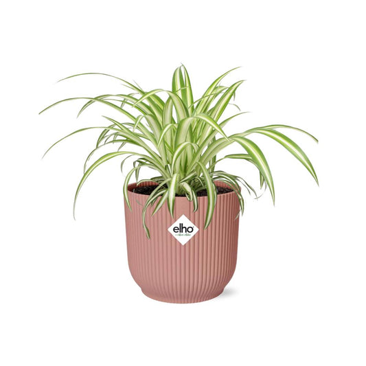 Grünlilie Chlorophytum Comosum Variegatum in ELHO Vibes Fold 14cm rosa