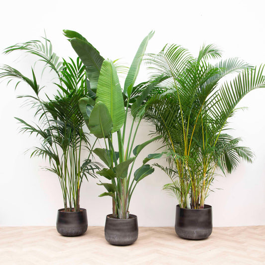 Combi deal XXL - Kentia 200 cm, Strelitzia Nicolai 225 cm, Areca 200 cm.