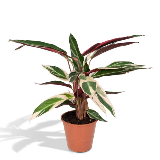 Calathea Triostar - Pfauenpflanze - Ø19cm - ↕70cm