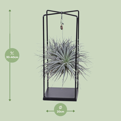 Tillandsia Mix 1 stuck  Ø20cm - ↕20cm