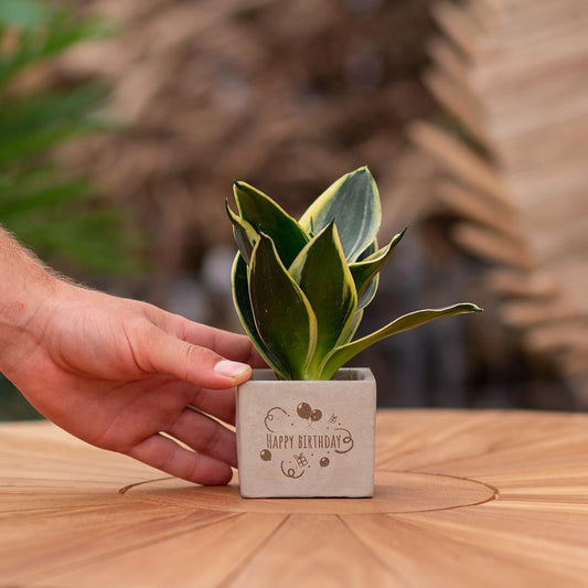 Congreetz® plantpots + Sansevieria| Happy birthday