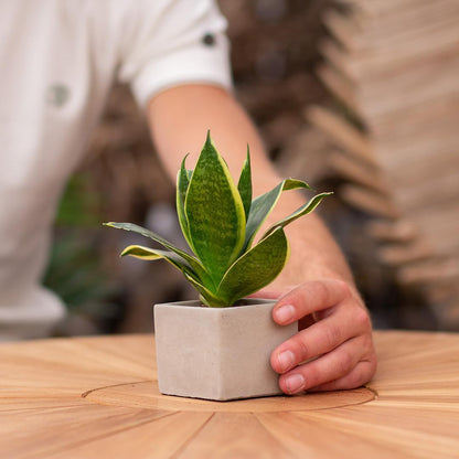 Congreetz® plantpots + Sansevieria| Du bist Spitze