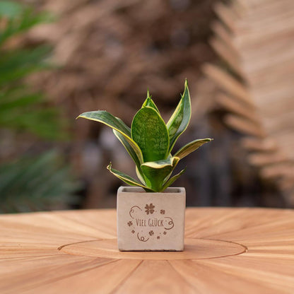 Congreetz® plantpots + Sansevieria| Viel Glück